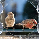 Clear Acrylic Bird Feeder