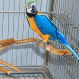 Parrot Tree Stick Paw Stand